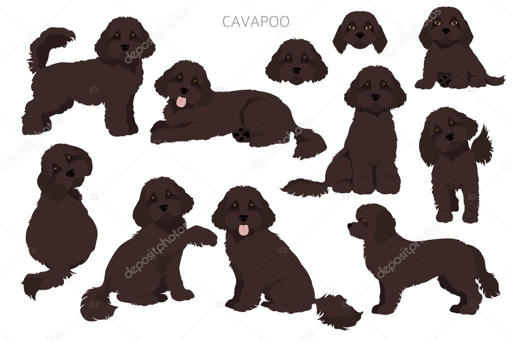 Cavapoo mix breed clipart. Different poses, coat colors set.  Vector illustration