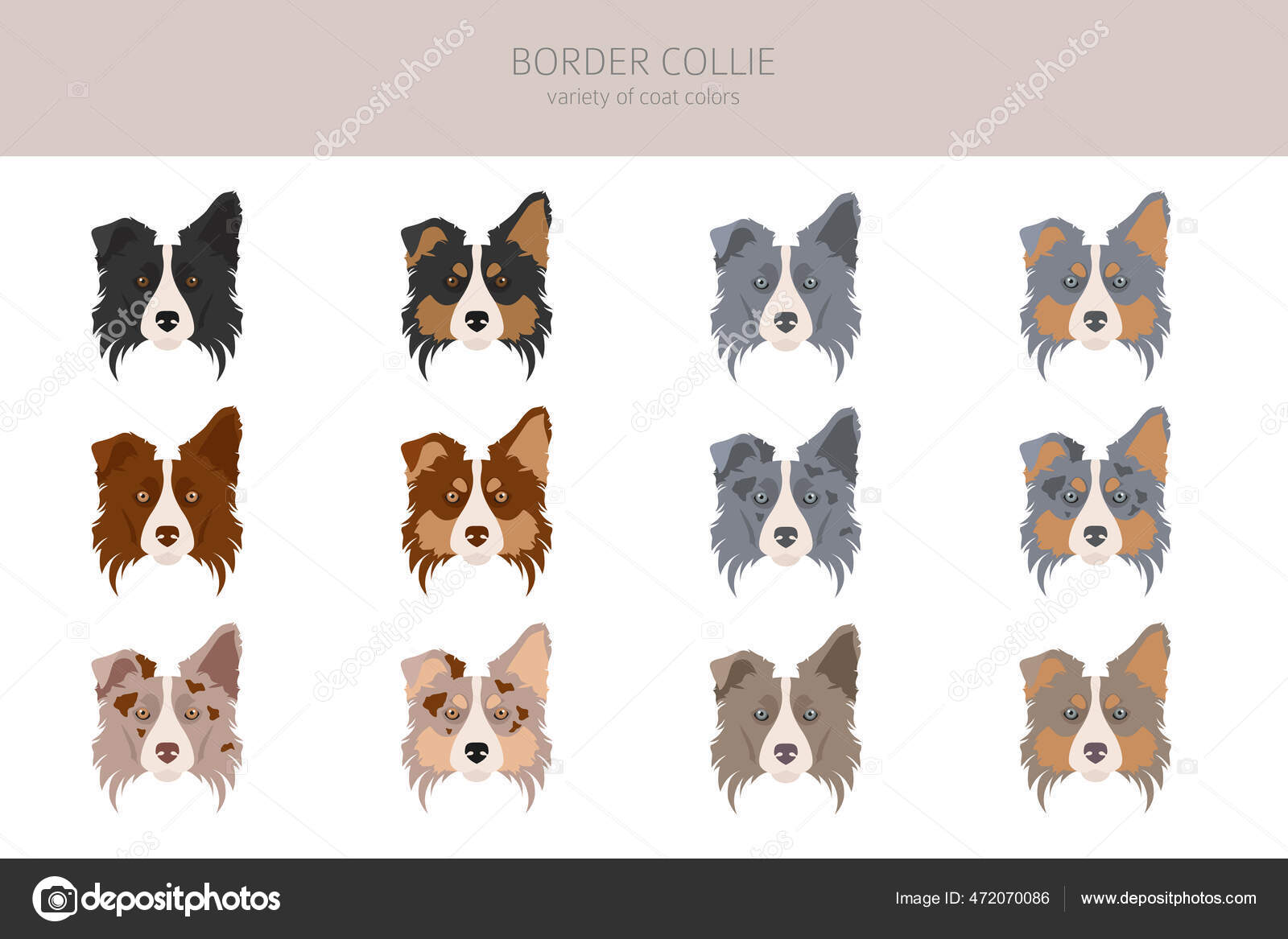 different border collie coats