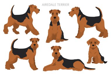 Airedale terrier all colours clipart. Different coat colors set. Vector illustration clipart