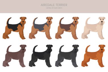 Airedale terrier all colours clipart. Different coat colors set. Vector illustration clipart