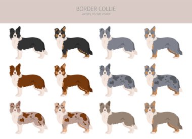 Border collie clipart. Different poses, coat colors set.  Vector illustration clipart
