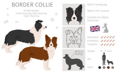Collie Clipart sınırında. Farklı pozlar, farklı renkler. Vektör illüstrasyonu