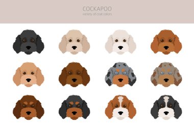 Cockapoo mix breed clipart. Different poses, coat colors set.  Vector illustration clipart