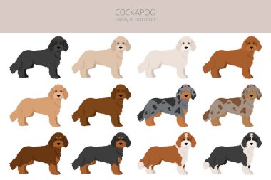 Cockapoo karışık cins clipart. Farklı pozlar, farklı renkler. Vektör illüstrasyonu