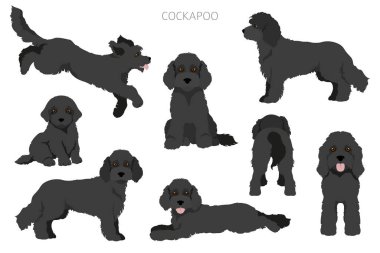 Cockapoo karışık cins clipart. Farklı pozlar, farklı renkler. Vektör illüstrasyonu