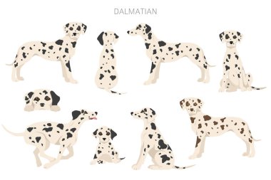 Dalmaçyalı köpekler kırpılıyor. Farklı pozlar, farklı renkler. Vektör illüstrasyonu