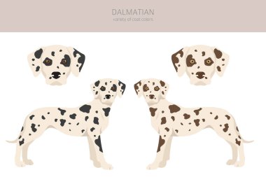 Dalmaçyalı köpekler kırpılıyor. Farklı pozlar, farklı renkler. Vektör illüstrasyonu