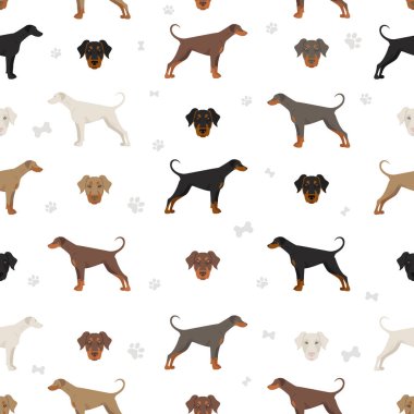 Doberman köpekleri kusursuz bir şekilde eziyor. Farklı pozlar, farklı renkler. Vektör illüstrasyonu