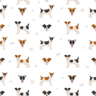 Jack Russel teriyeri farklı pozlarda ve paltosunun renkleri pürüzsüz. Yetişkin köpekler ve yavru köpekler. Vektör illüstrasyonu