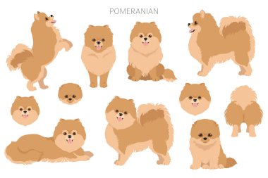 Pomeranya Alman Spitz Clipart. Farklı pozlar, farklı renkler. Vektör illüstrasyonu