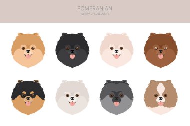 Pomeranya Alman Spitz Clipart. Farklı pozlar, farklı renkler. Vektör illüstrasyonu