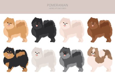 Pomeranya Alman Spitz Clipart. Farklı pozlar, farklı renkler. Vektör illüstrasyonu