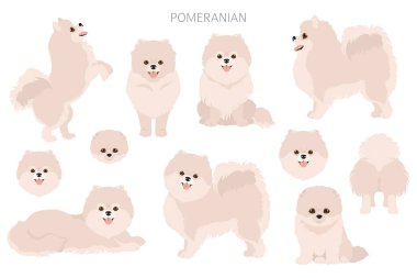 Pomeranya Alman Spitz Clipart. Farklı pozlar, farklı renkler. Vektör illüstrasyonu