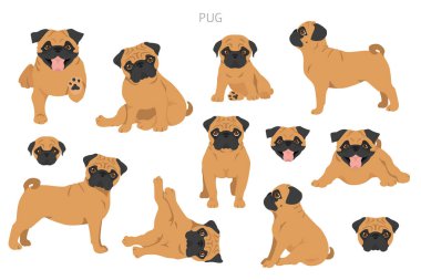 Pug klipsi. Farklı pozlar, farklı renkler. Vektör illüstrasyonu