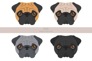 Pug klipsi. Farklı pozlar, farklı renkler. Vektör illüstrasyonu