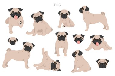 Pug klipsi. Farklı pozlar, farklı renkler. Vektör illüstrasyonu