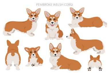 Welsh corgi pembroke clipart. Farklı pozlar, farklı renkler. Vektör illüstrasyonu