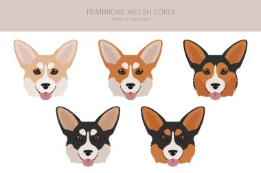 Welsh corgi pembroke clipart. Farklı pozlar, farklı renkler. Vektör illüstrasyonu