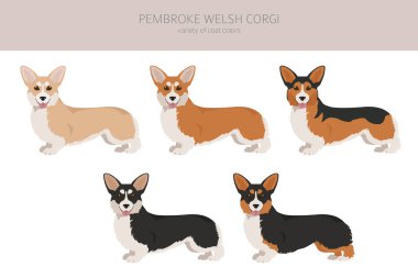 Welsh corgi pembroke clipart. Farklı pozlar, farklı renkler. Vektör illüstrasyonu
