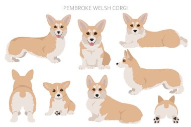 Welsh corgi pembroke clipart. Farklı pozlar, farklı renkler. Vektör illüstrasyonu