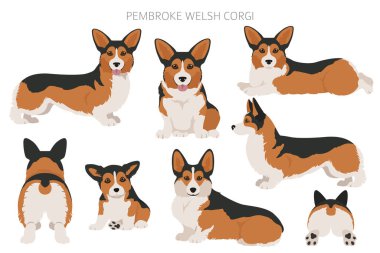 Welsh corgi pembroke clipart. Farklı pozlar, farklı renkler. Vektör illüstrasyonu