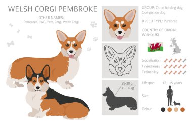 Welsh corgi pembroke clipart. Farklı pozlar, farklı renkler. Vektör illüstrasyonu