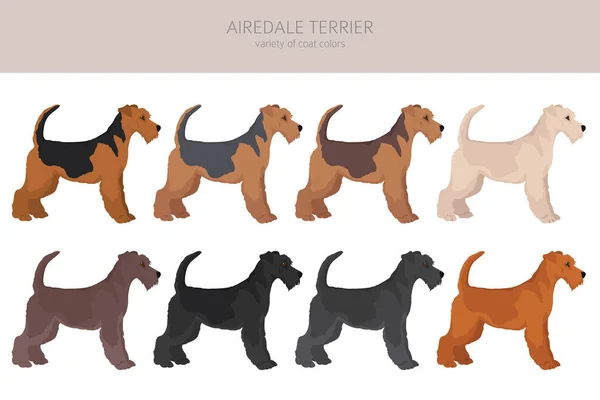 Airedale Terrier Todas Cores Clipart Conjunto Cores Casaco Diferentes Ilustração — Vetor de Stock