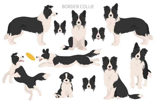 Border Collie Clipart Verschiedene Posen Festgelegte Fellfarben Vektorillustration — Stockvektor