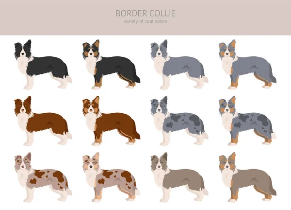 Border Collie Clipart Posate Diverse Colori Del Cappotto Impostati Illustrazione — Vettoriale Stock