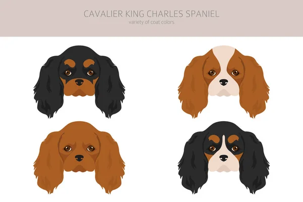 Kavalír King Charles Spaniel Clipart Různé Pózy Barvy Srsti Nastaveny — Stockový vektor