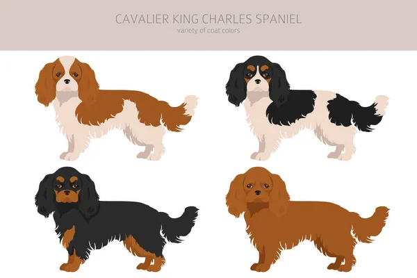 Cavalier King Charles Spaniel Cliparts Verschiedene Posen Festgelegte Fellfarben Vektorillustration — Stockvektor