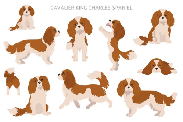 Şövalye Kral Charles Spaniel Clipart Farklı Pozlar Farklı Renkler Vektör — Stok Vektör