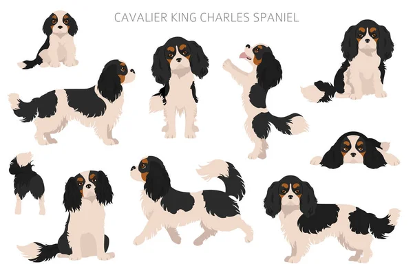 Cavalier King Charles Spaniel Cliparts Verschiedene Posen Festgelegte Fellfarben Vektorillustration — Stockvektor