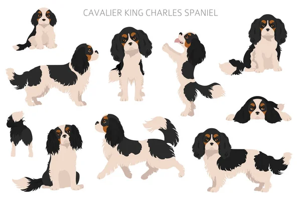 Cavalier King Charles Spaniel Clipart Poses Diferentes Conjunto Cores Casaco — Vetor de Stock