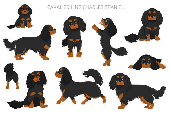 Cavalier King Charles spaniel clipart. Different poses, coat colors set.  Vector illustration