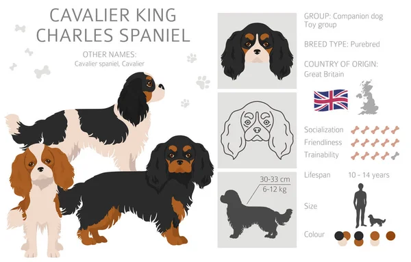 Kavaljeren Kung Charles Spaniel Clipart Olika Poser Olika Pälsfärger Vektorillustration — Stock vektor