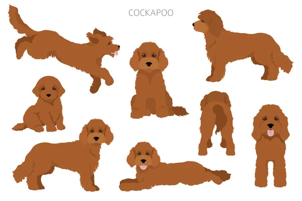 Cockapoo Blanda Ras Clipart Olika Poser Olika Pälsfärger Vektorillustration — Stock vektor