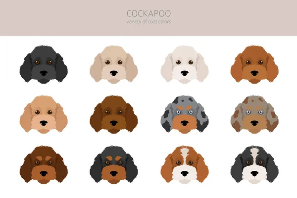 Cockapoo Mix Breed Clipart Different Poses Coat Colors Set Vector — Stock Vector