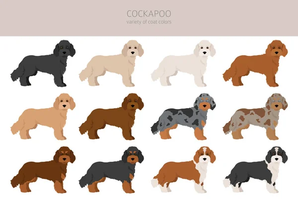 Cockapoo Mix Razza Clipart Posate Diverse Colori Del Cappotto Impostati — Vettoriale Stock