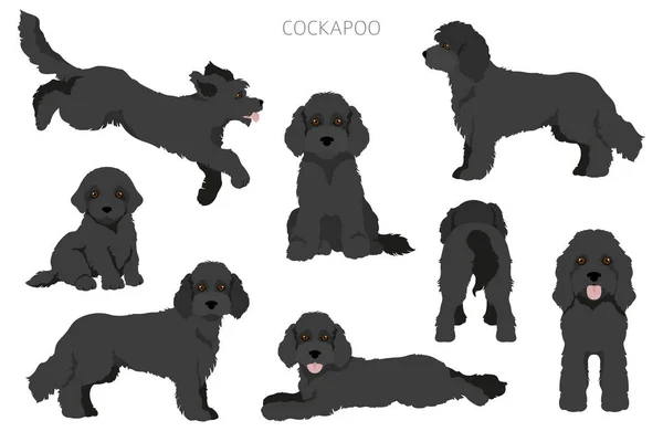 Cockapoo Karışık Cins Clipart Farklı Pozlar Farklı Renkler Vektör Illüstrasyonu — Stok Vektör