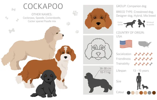 Cockapoo Mix Breed Clipart Different Poses Coat Colors Set Vector — Stock Vector