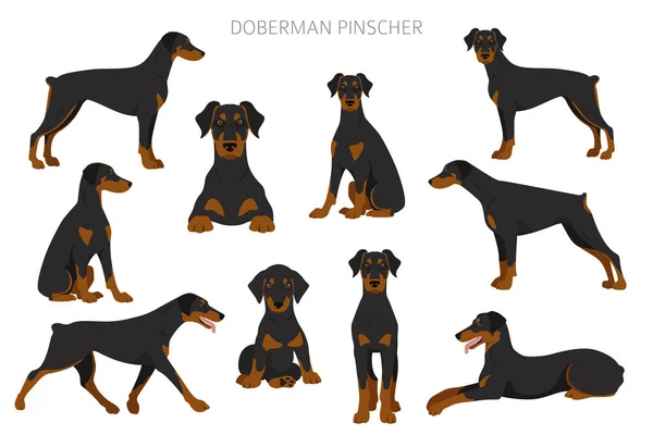 Doberman Pinscher Cani Clipart Posate Diverse Colori Del Cappotto Impostati — Vettoriale Stock