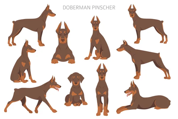 Doberman Pinscher Dogs Clipart Different Poses Coat Colors Set Vector — Stock Vector