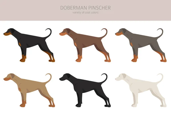 Doberman Pinscher Cani Clipart Posate Diverse Colori Del Cappotto Impostati — Vettoriale Stock