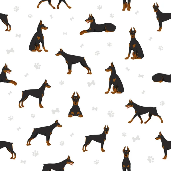 Doberman Pinscher Dogs Seamless Pattern Different Poses Coat Colors Set — Stock Vector