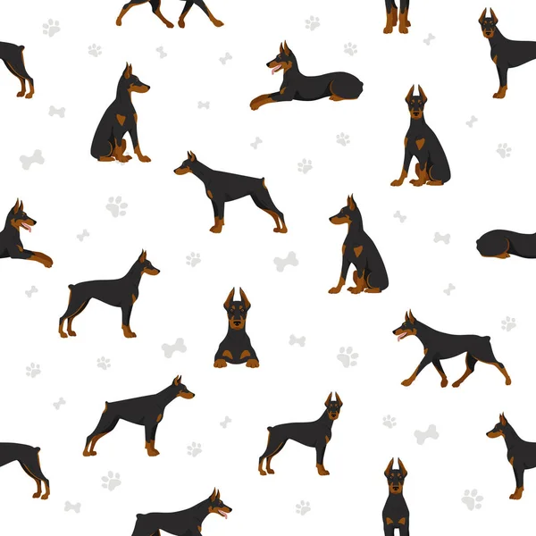 Doberman Pinscher Perros Patrón Sin Costuras Distintas Poses Colores Del — Vector de stock