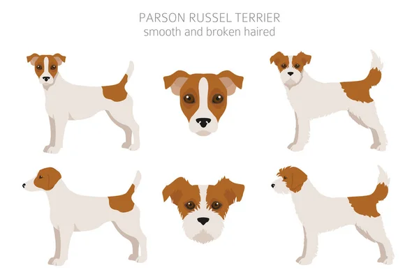 Parson Russel Terrier Clipart Forskellige Stillinger Frakke Farver Sæt Vektorillustration – Stock-vektor