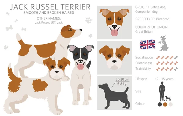 Jack Russel Terrier Dalam Pose Yang Berbeda Dan Warna Mantel - Stok Vektor