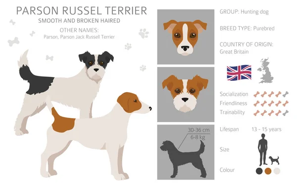 Parson Russel Terrier Clipart Distintas Poses Colores Del Abrigo Establecidos — Vector de stock