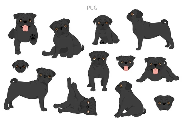 Pug Clipart Different Poses Coat Colors Set Vector Illustration — Stock Vector
